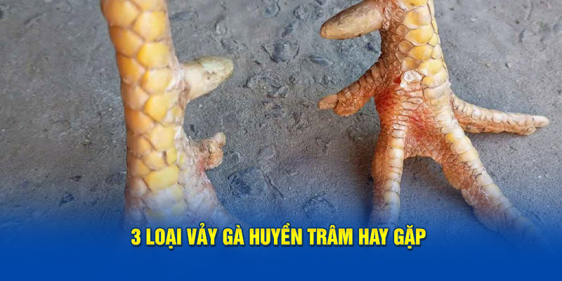 3 loại vảy gà huyền trâm hay gặp