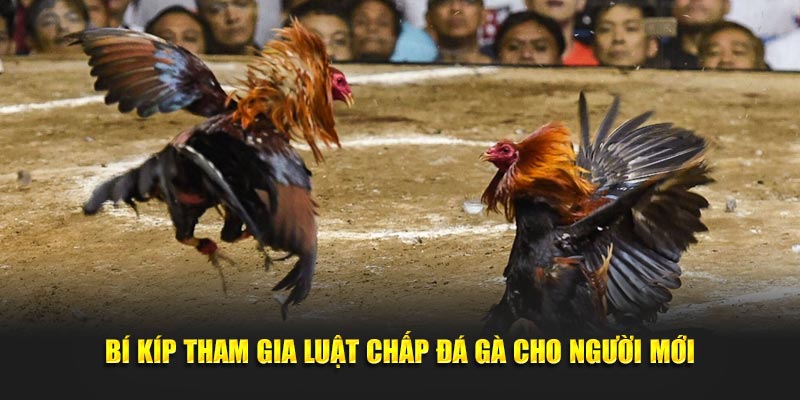 Bí kíp tham gia luật chấp đá gà cho người mới