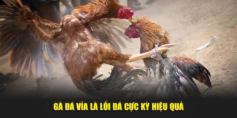 Gà đá vỉa thuộc các lối đá của gà chọi cực kỳ hiệu quả