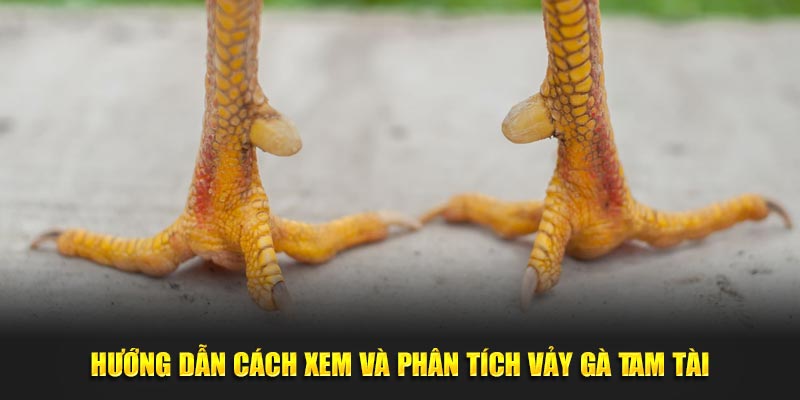 Hướng dẫn cách xem và phân tích vảy gà tam tài