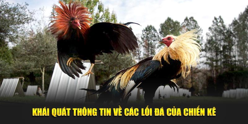 Khái quát thông tin về các lối đá của chiến kê