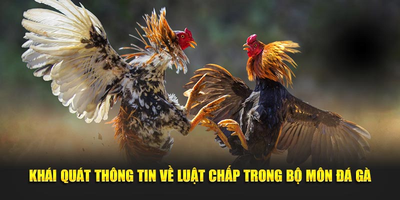 Khái quát thông tin về luật chấp đá gà trong bộ môn giải trí