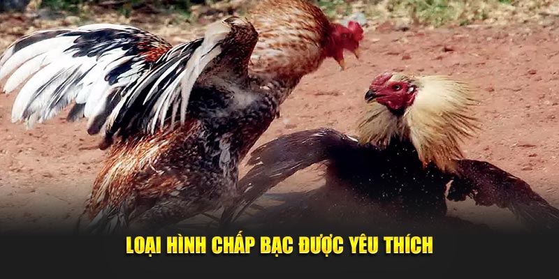 Loại hình chấp bạc được yêu thích