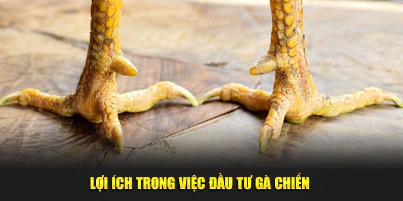 Lợi ích trong việc đầu tư gà chiến 