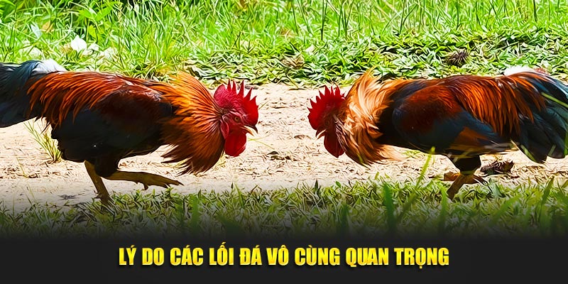 Lý do các lối đá của gà chọi vô cùng quan trọng