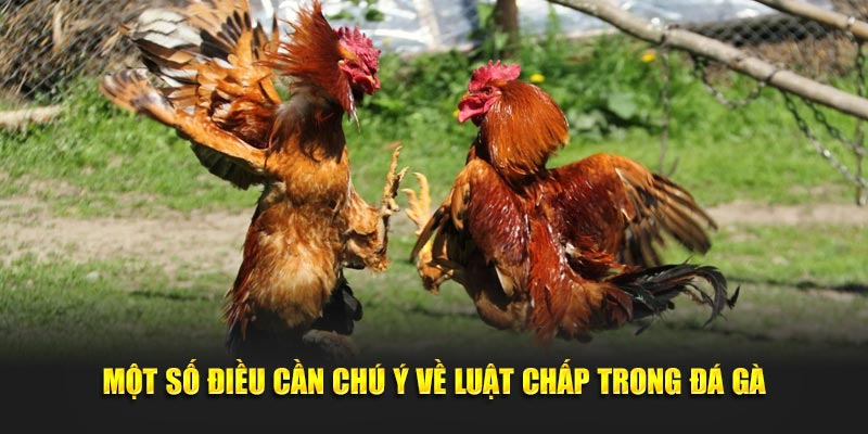 Một số điều cần chú ý về luật chấp trong đá gà