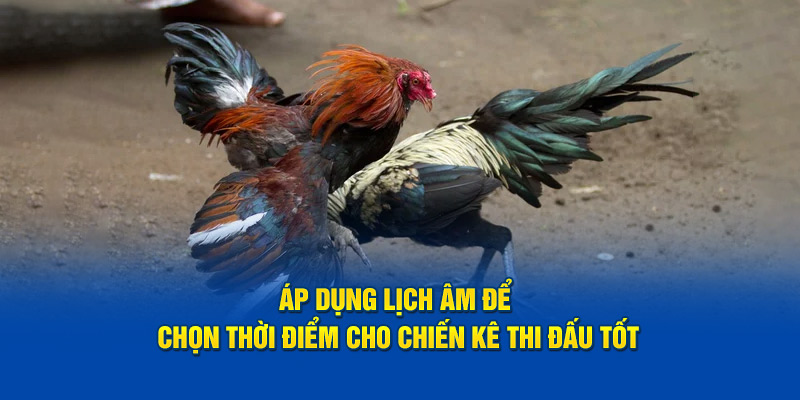 Áp dụng lịch âm để chọn thời điểm cho chiến kê thi đấu tốt