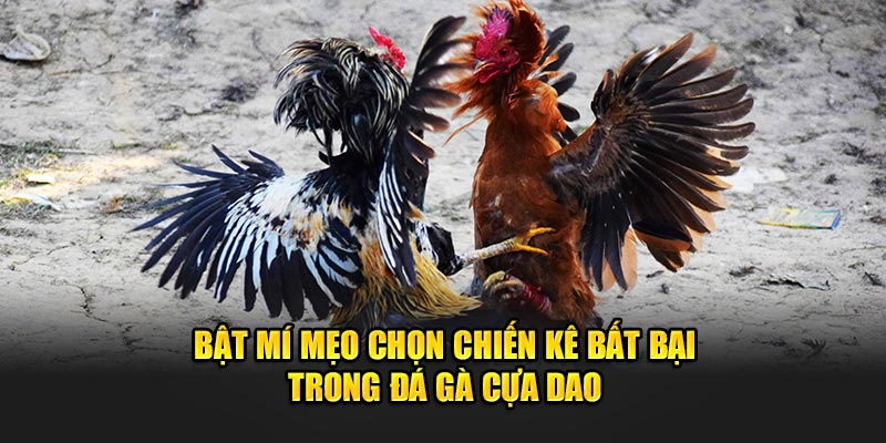 Bật mí mẹo chọn chiến kê bất bại trong đá gà cựa dao