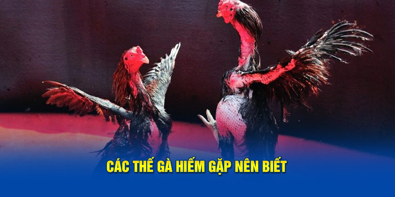 Các thế gà hiếm gặp nên biết 