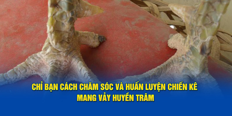 Chỉ bạn cách chăm sóc và huấn luyện chiến kê mang vảy huyền trâm