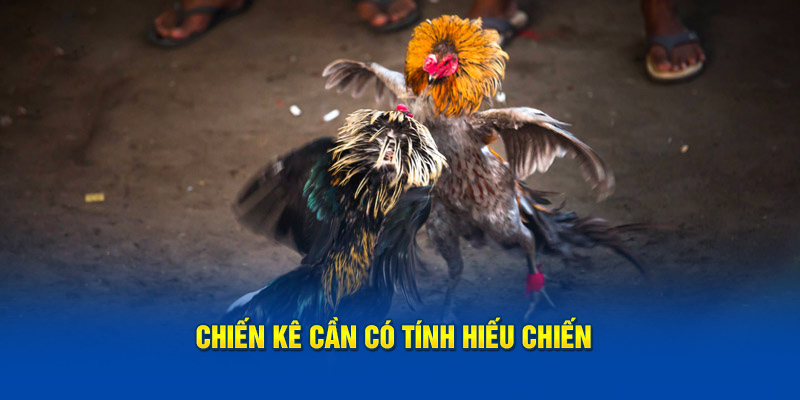 Chiến kê cần có tính hiếu chiến