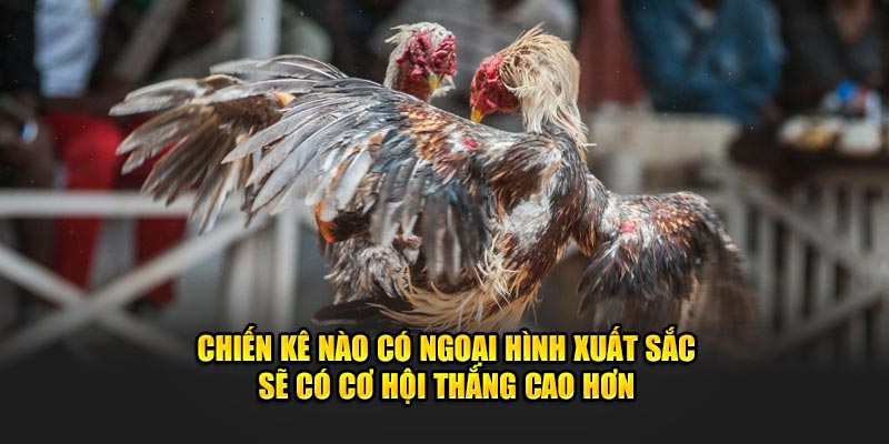 Chiến kê nào có ngoại hình xuất sắc sẽ có cơ hội thắng cao hơn 