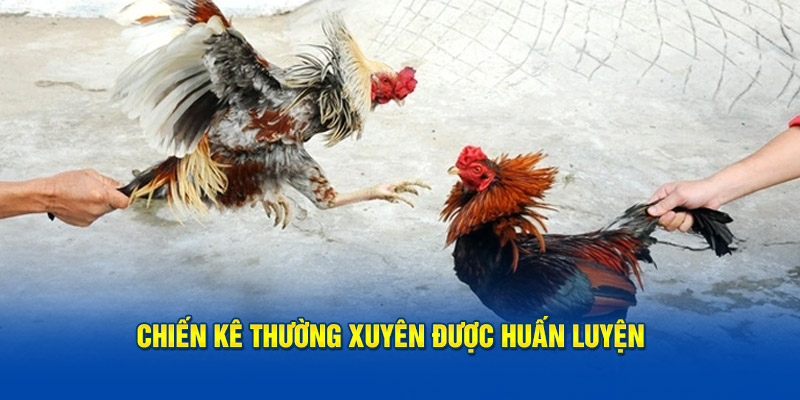 Chiến kê thường xuyên được huấn luyện