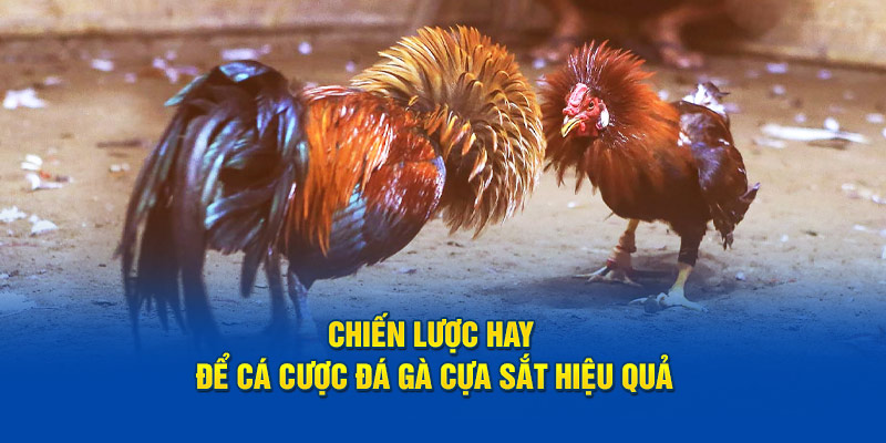 Chiến lược hay để cá cược đá gà hiệu quả