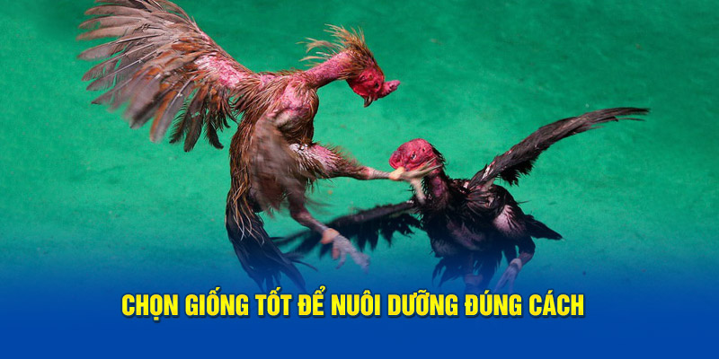 Chọn giống tốt để nuôi dưỡng đúng cách  