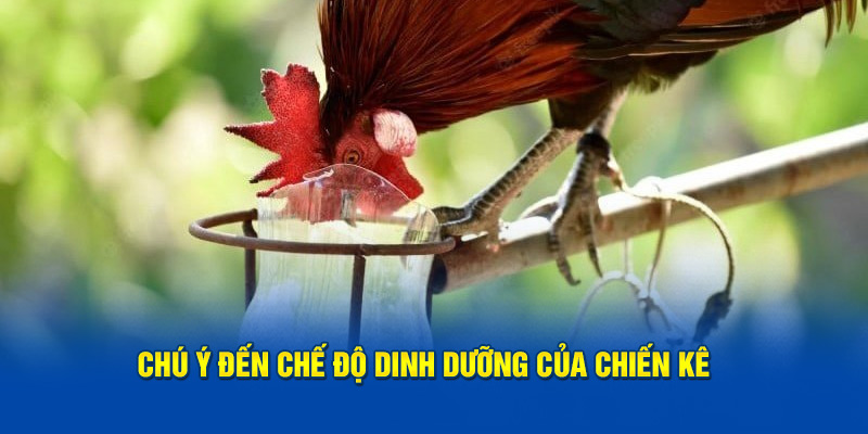 Chú ý đến việc cung cấp dinh dưỡng của chiến kê