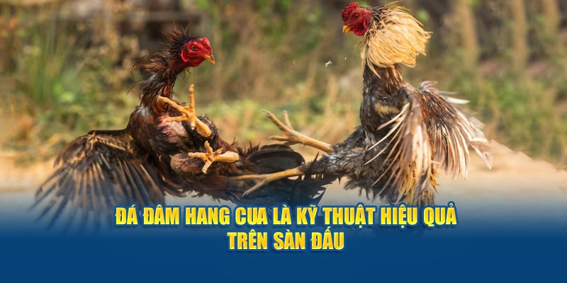 Đá đâm hang cua là kỹ thuật hiệu quả trên sàn đấu