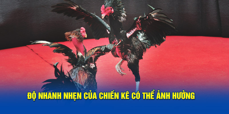 Độ nhanh nhẹn của chiến kê có thể ảnh hưởng 