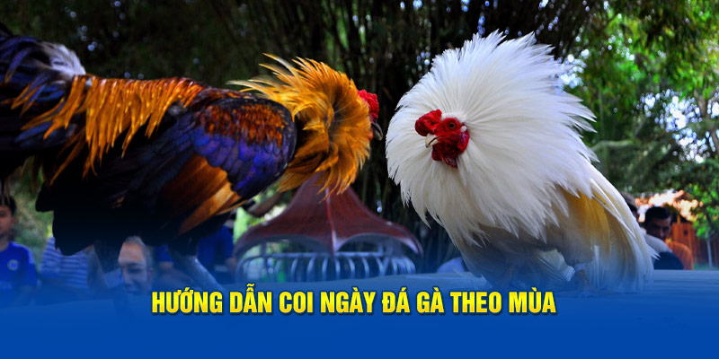 Giới thiệu cách coi ngày đá gà dựa vào mùa trong năm