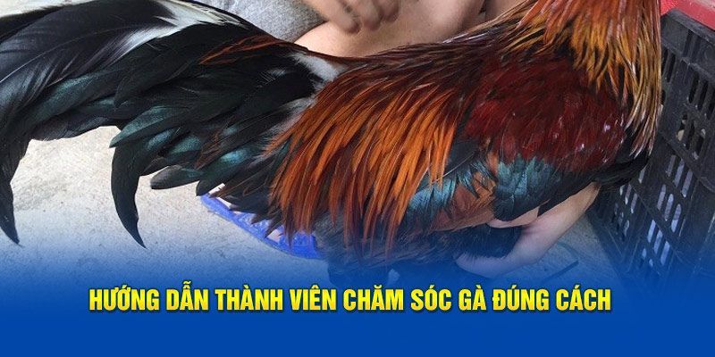 Hướng dẫn thành viên chăm sóc gà đúng cách