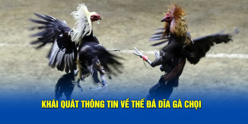 Khái quát cơ bản các thông tin về thế đá dĩa gà chọi