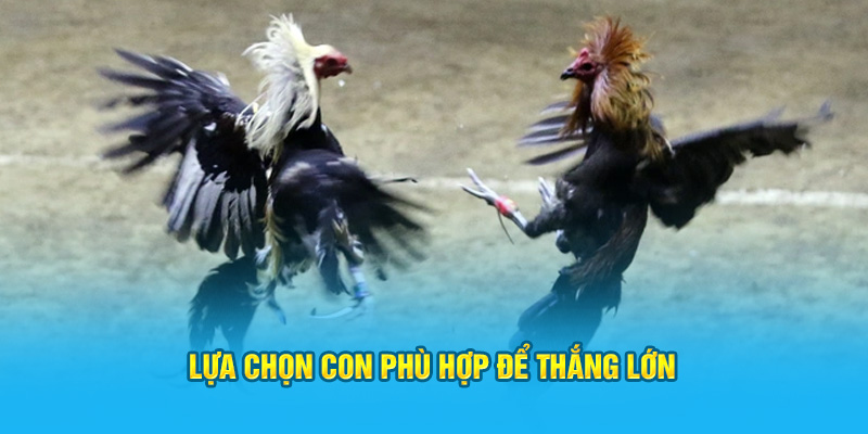 Lựa chọn con phù hợp để thắng lớn