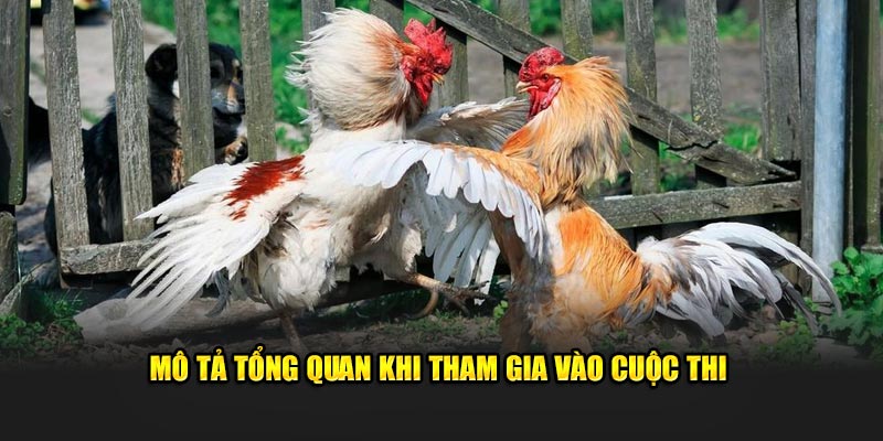 Mô tả tổng quan khi tham gia vào cuộc thi