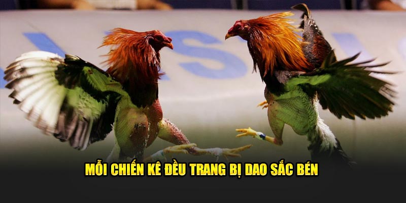 Mỗi chiến kê đều trang bị dao sắc bén 