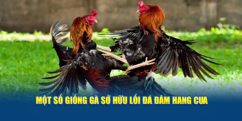 Một số giống gà sở hữu lối đá đâm hang cua