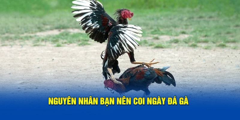 Nguyên nhân bạn nên coi ngày đá gà