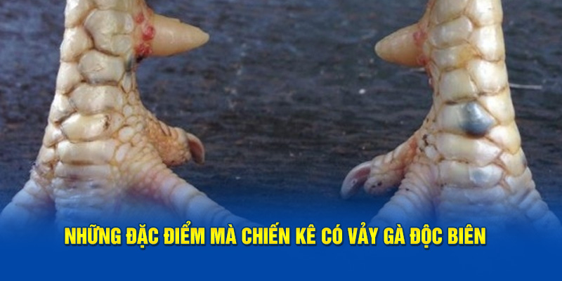 Những đặc điểm mà chiến kê có vảy gà độc biên