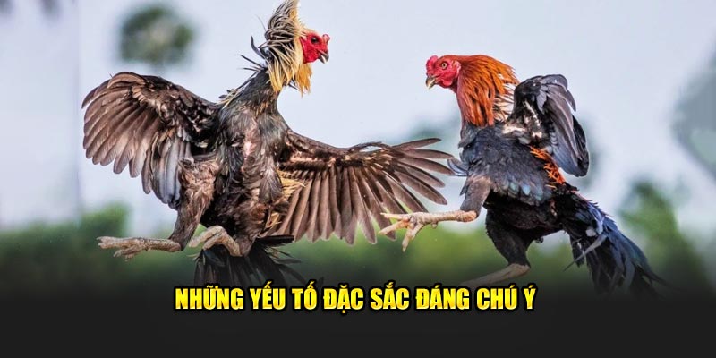 Những yếu tố đặc sắc đáng chú ý  