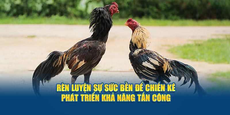 Rèn luyện sự sức bền để chiến kê phát triển khả năng tấn công