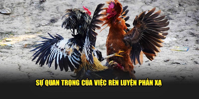 Sự quan trọng của việc rèn luyện phản xạ  