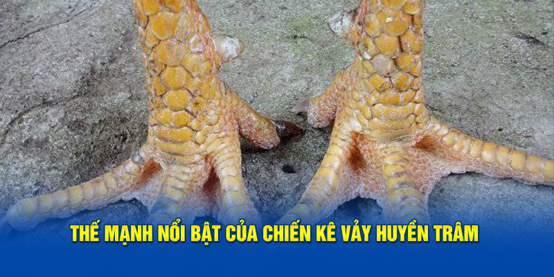 Thế mạnh nổi bật của chiến kê vảy huyền trâm