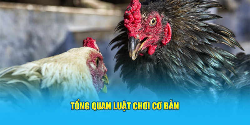 Tổng quan luật chơi cơ bản