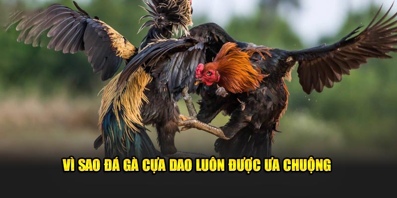 Vì sao đá gà cựa dao luôn được ưa chuộng