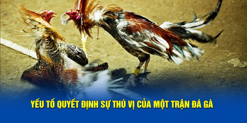 Yếu tố quyết định sự thú vị của một trận đá cựa sắt